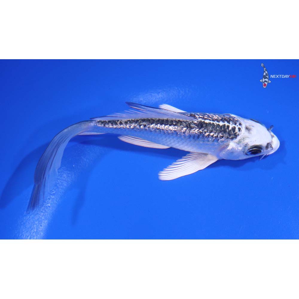 4.5” Imported Gin Rin Gin Matsuba Butterfly Koi - Image 2