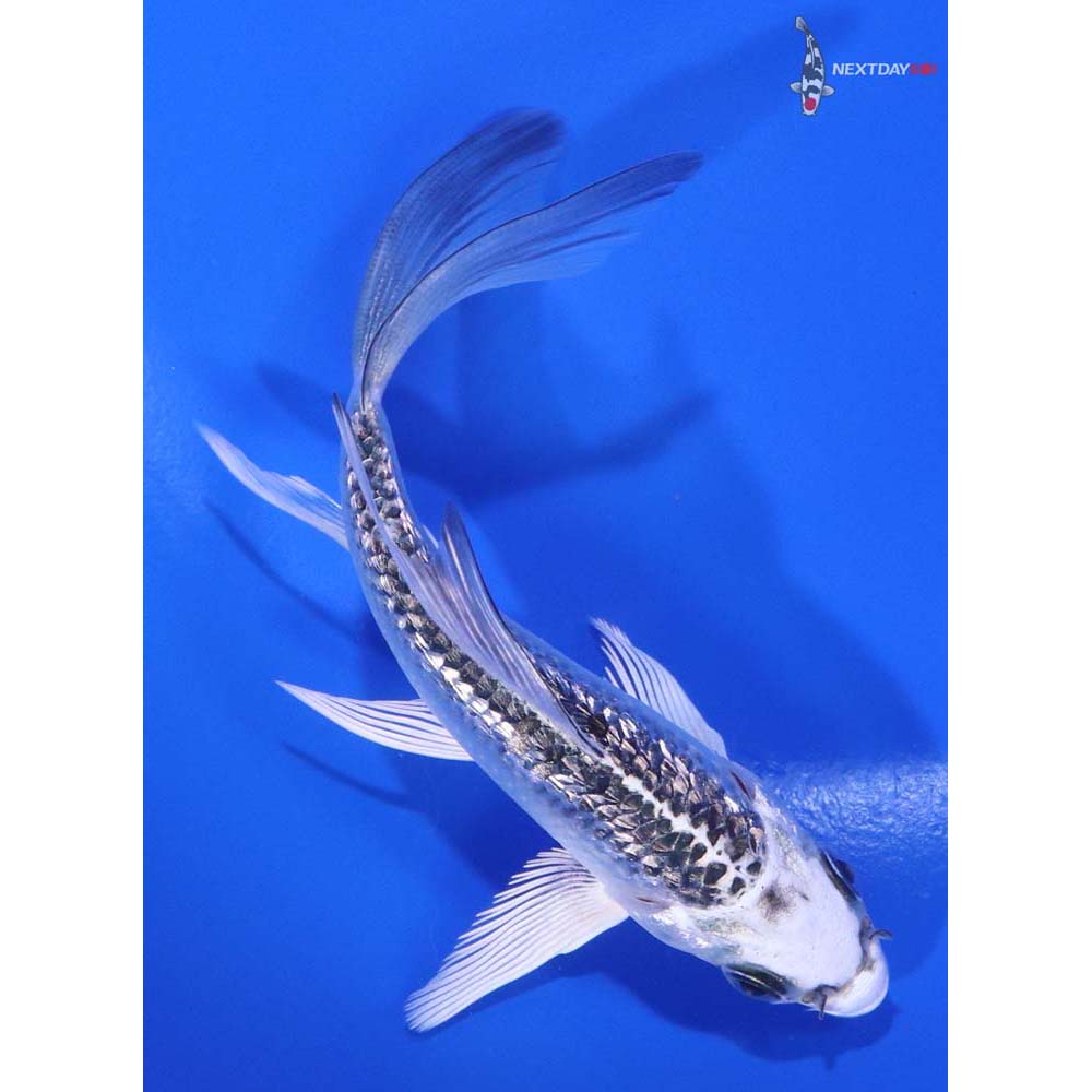 4.5” Imported Gin Rin Gin Matsuba Butterfly Koi - Image 3