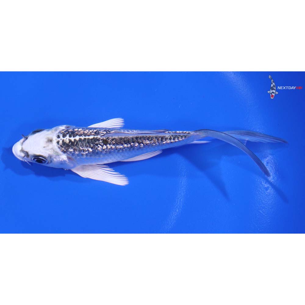 4.5” Imported Gin Rin Gin Matsuba Butterfly Koi - Image 4