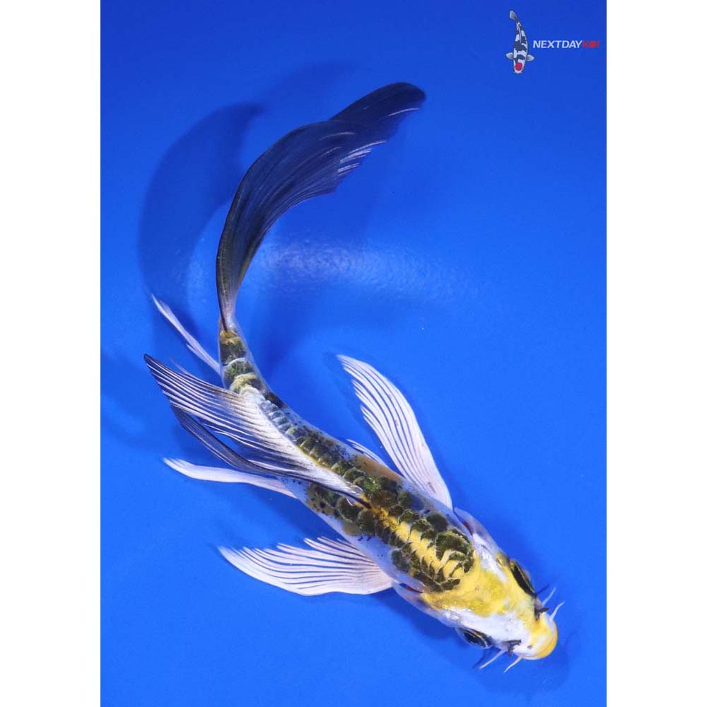 5” Imported Doitsu Kujaku Butterfly Koi