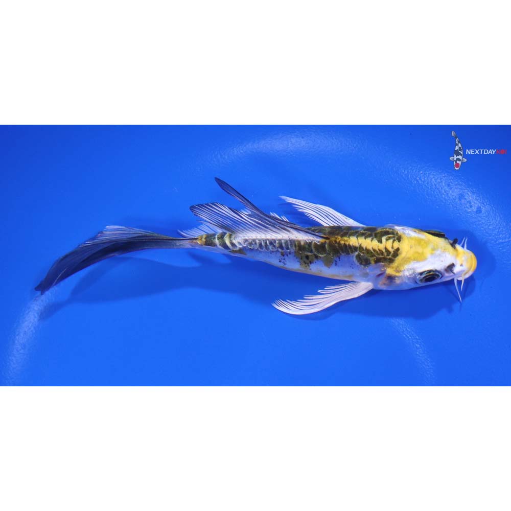 5” Imported Doitsu Kujaku Butterfly Koi - Image 2