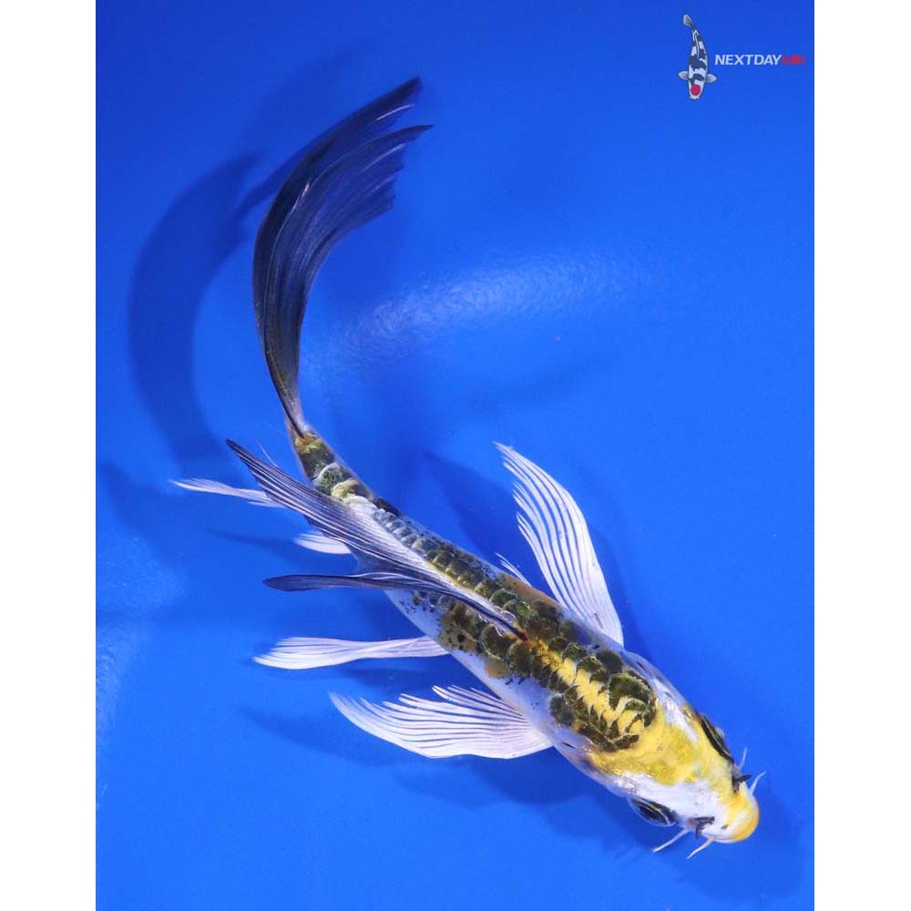 5” Imported Doitsu Kujaku Butterfly Koi - Image 3