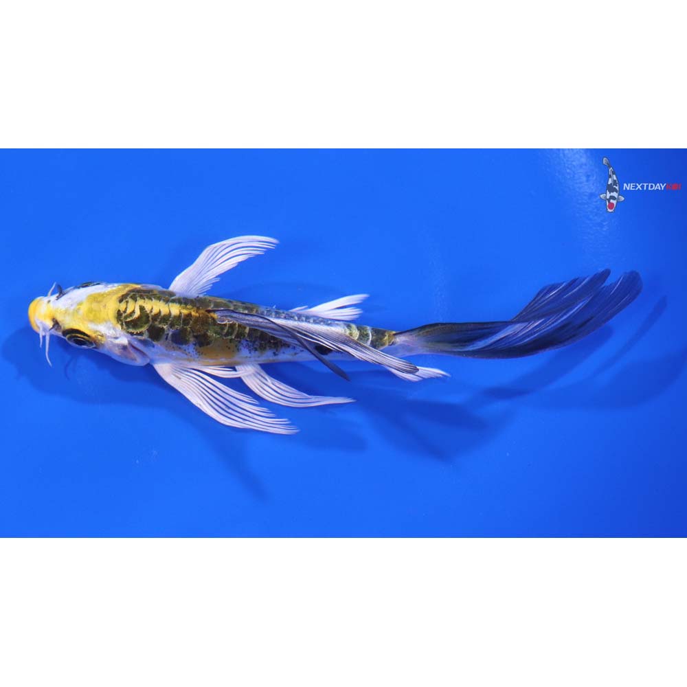 5” Imported Doitsu Kujaku Butterfly Koi - Image 4