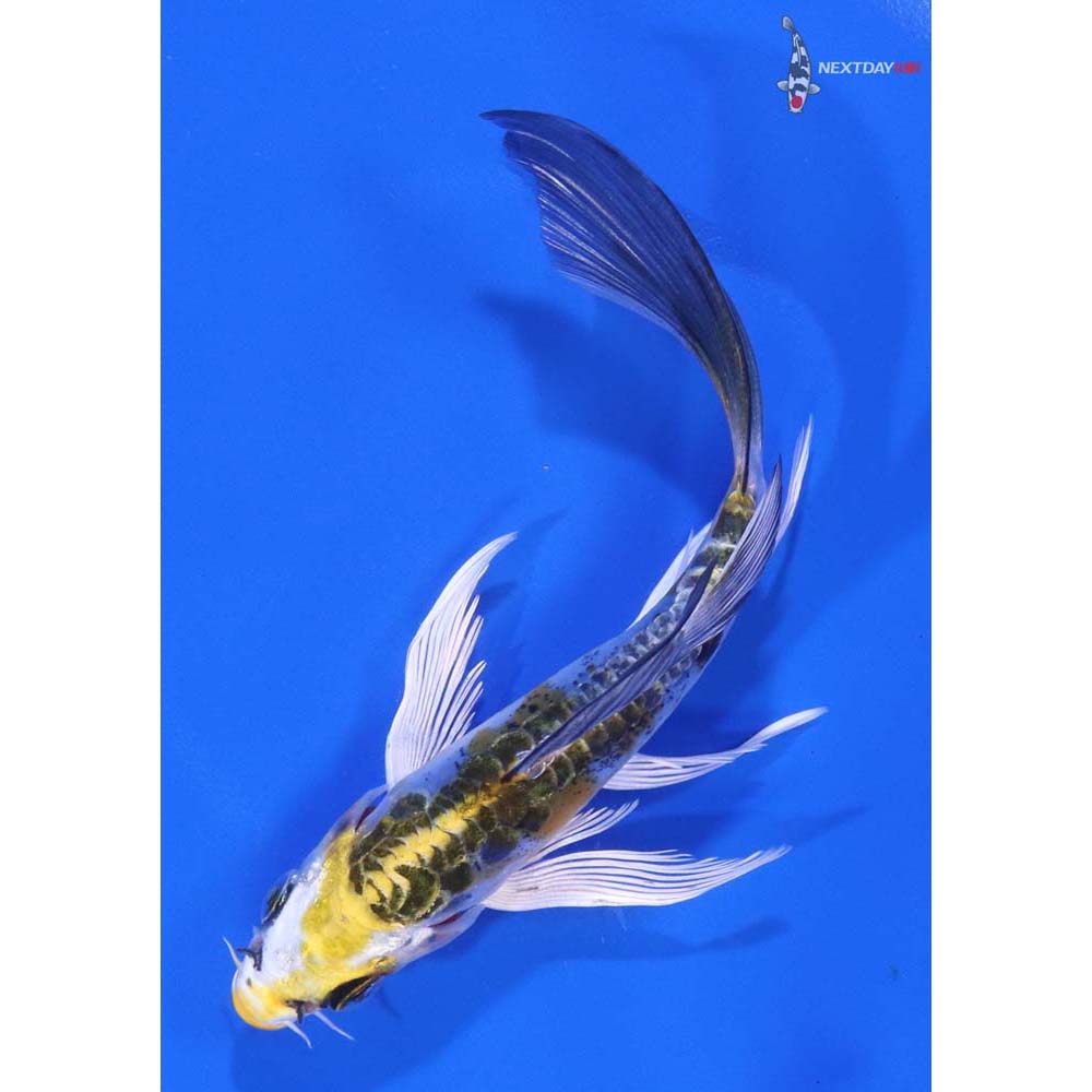 5” Imported Doitsu Kujaku Butterfly Koi - Image 5