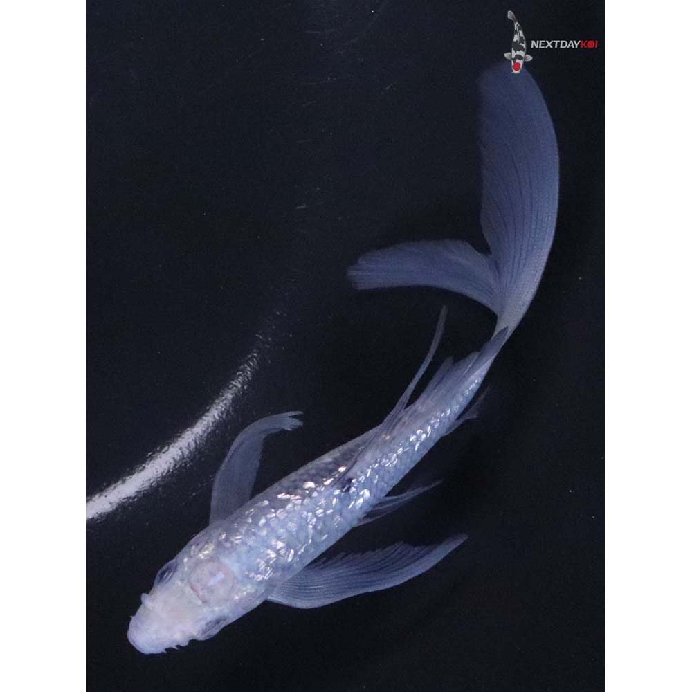 5.5” Imported Gin Rin Soragoi Butterfly Koi