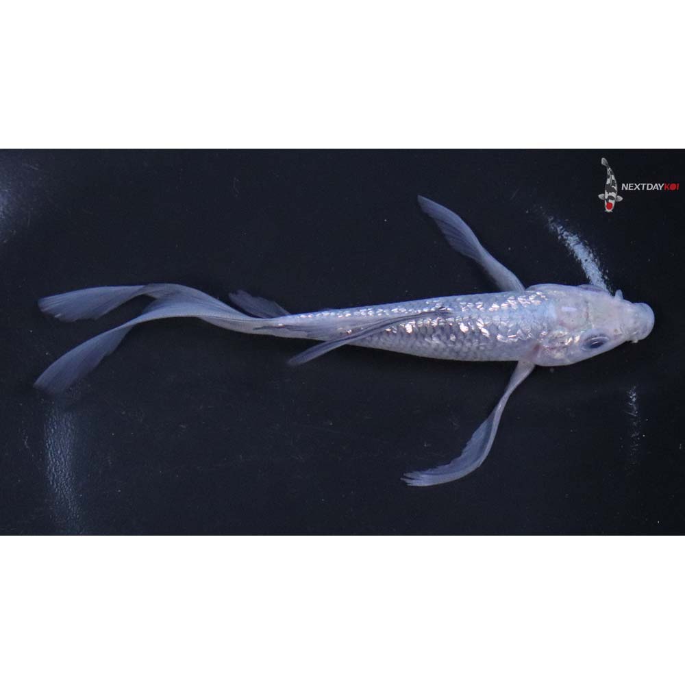 5.5” Imported Gin Rin Soragoi Butterfly Koi - Image 2