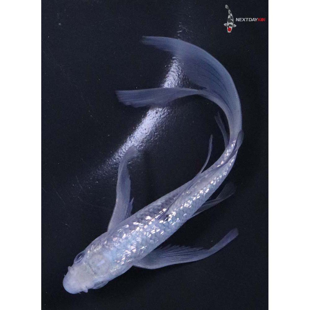 5.5” Imported Gin Rin Soragoi Butterfly Koi - Image 5