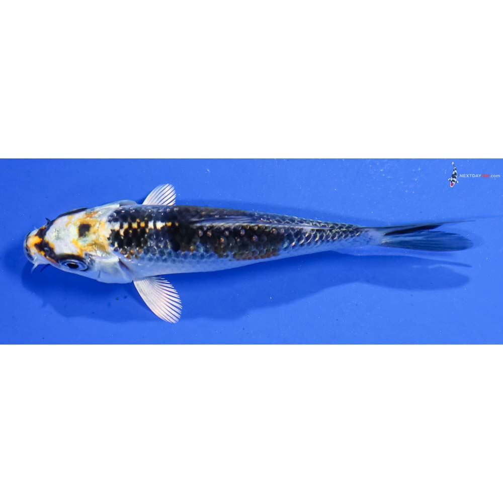 4” Imported Kujaku - Image 4