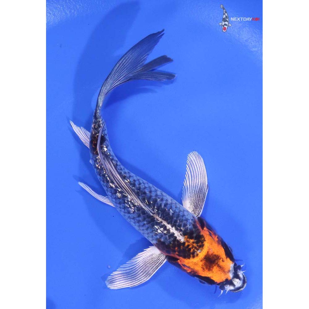 5.5” Imported Gin Rin Kujaku Butterfly Koi
