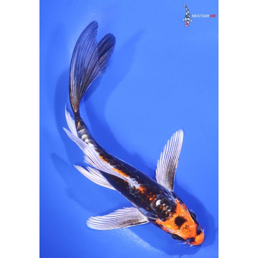 5.5” Imported Kin Kikokuryu Butterfly Koi