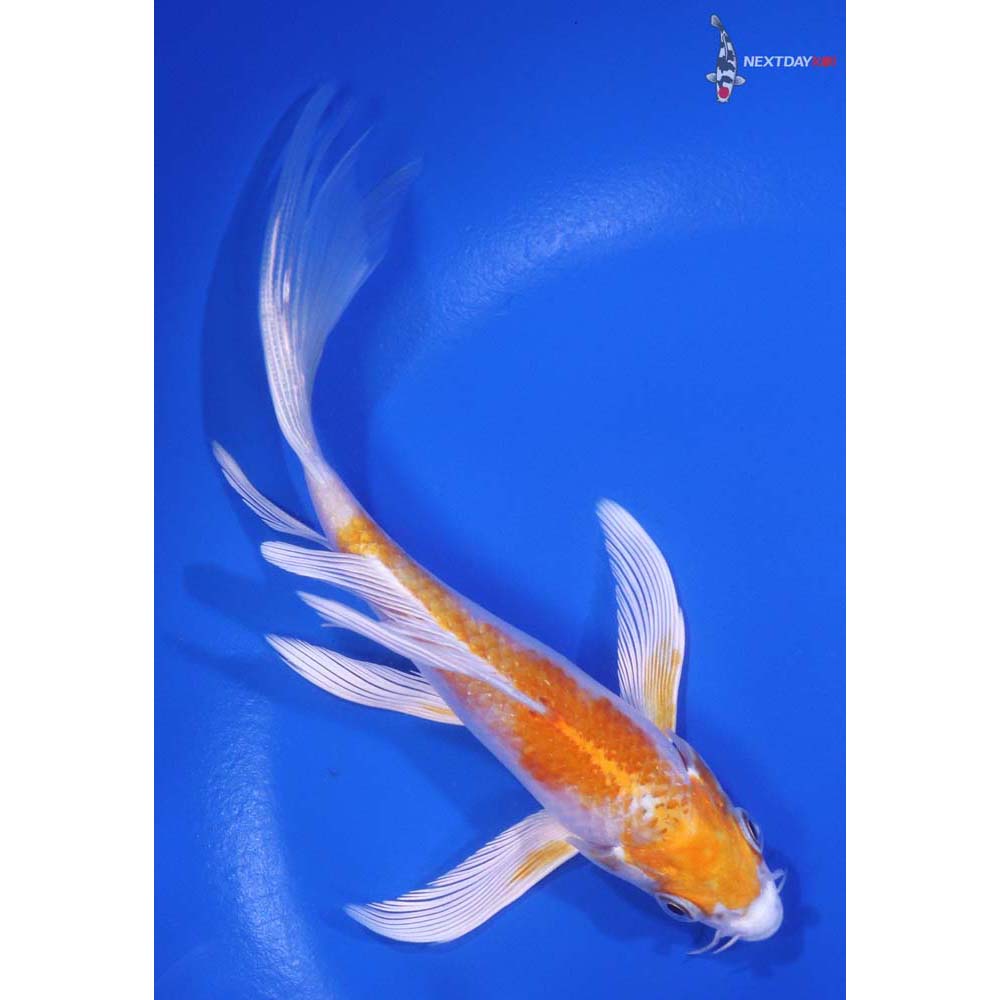 5.5” Imported Hariwake Butterfly Koi