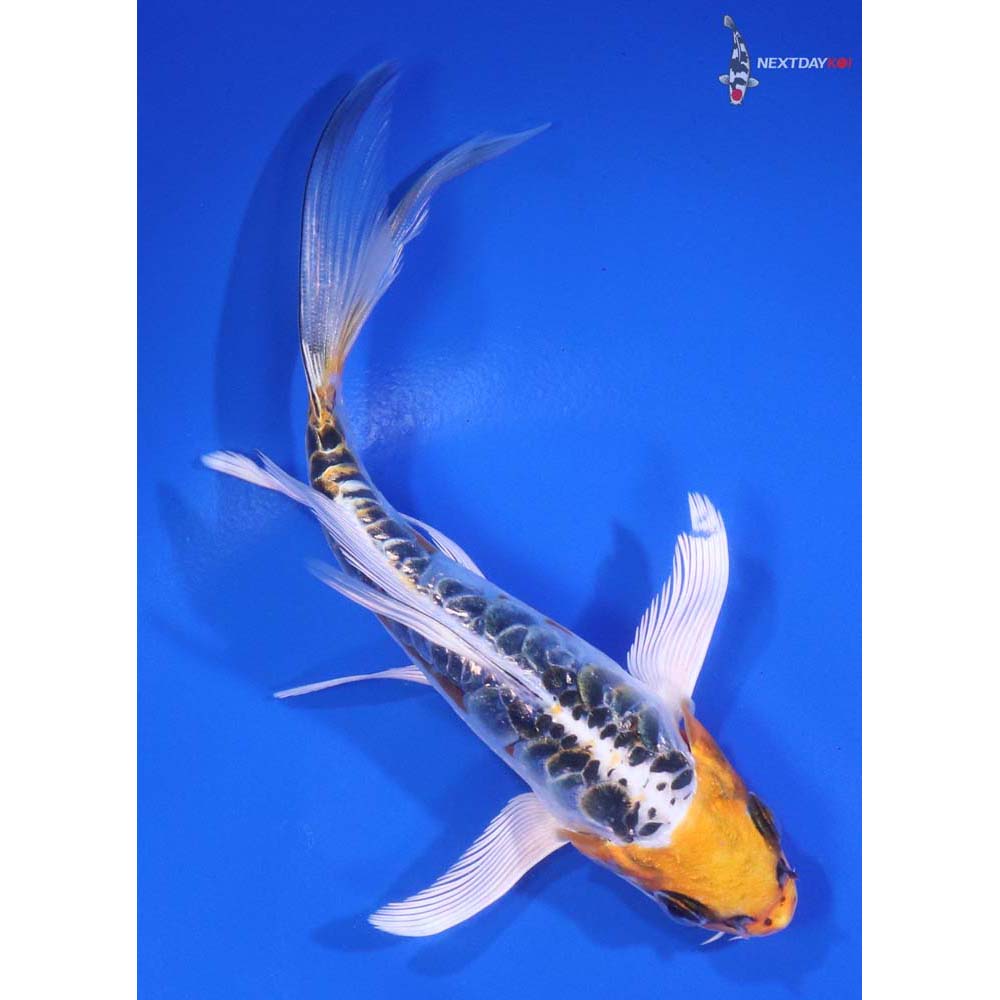 5.5” Imported Doitsu Kujaku Butterfly Koi