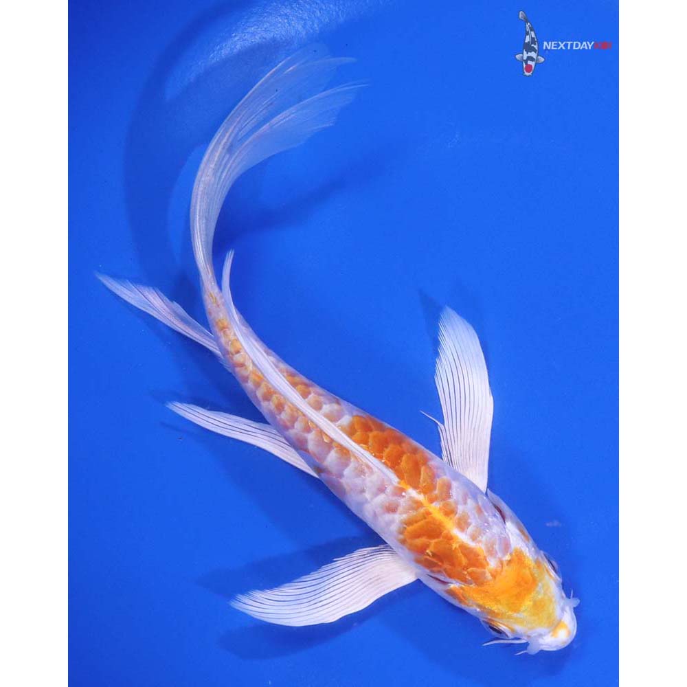 6” Imported Armor Scaled Hariwake Butterfly Koi