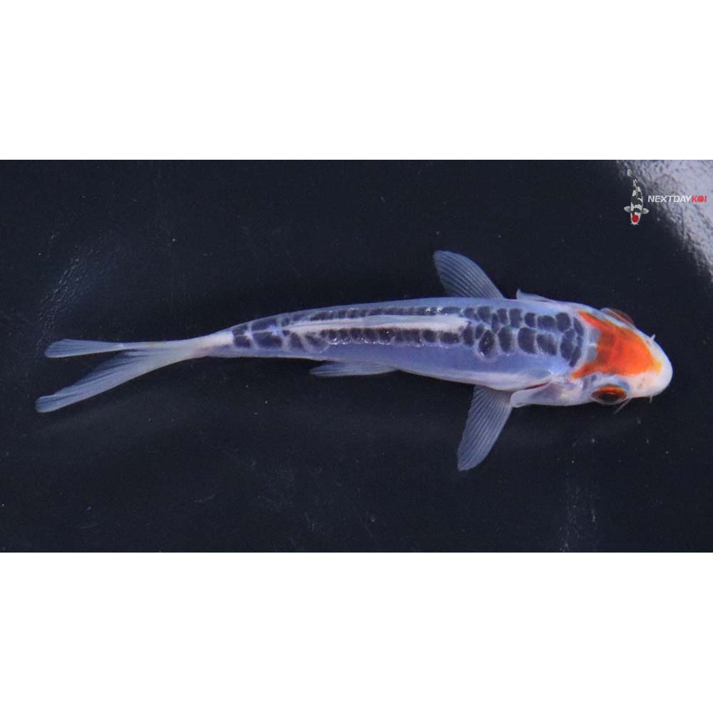 4” Imported Shusui - Image 2