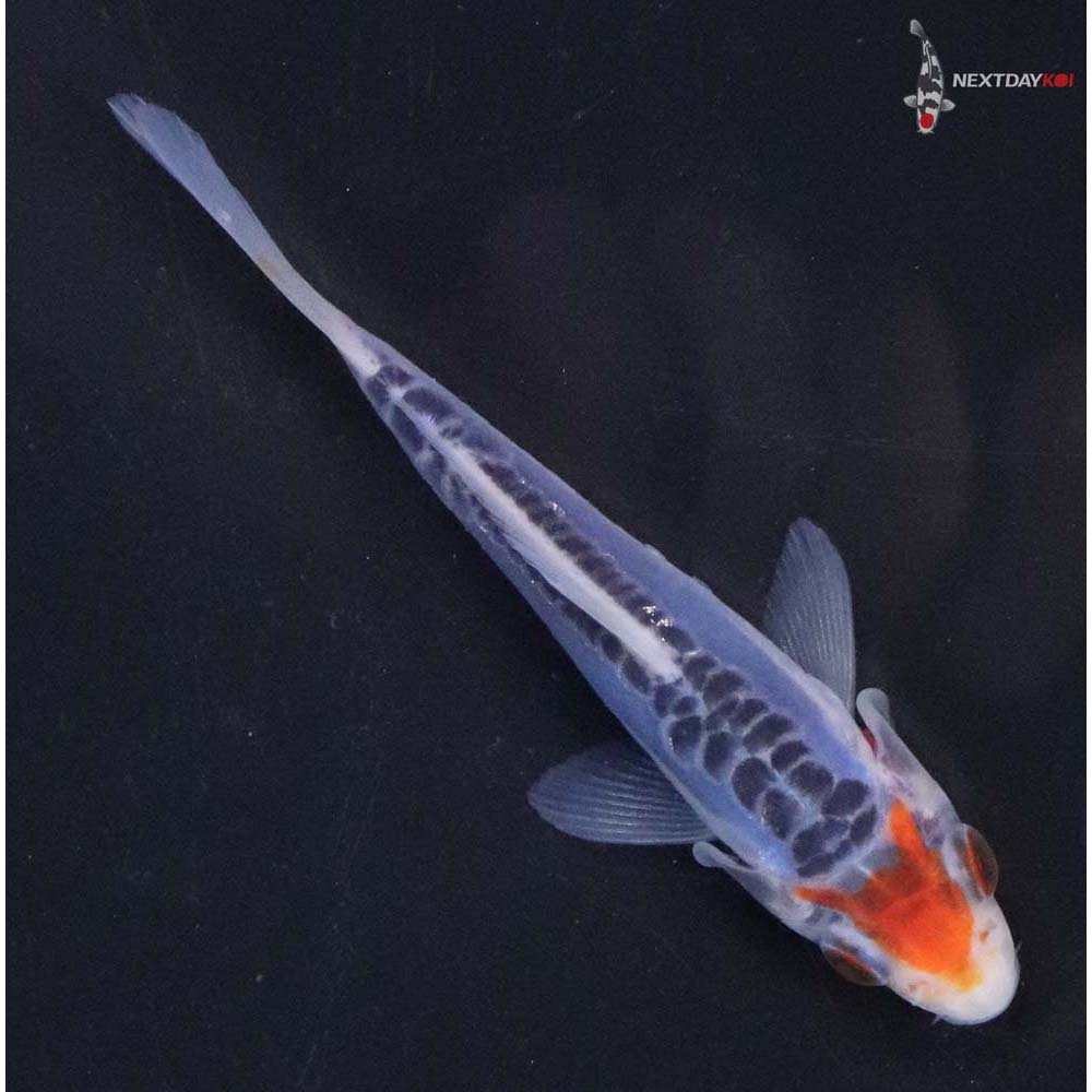 4” Imported Shusui - Image 3