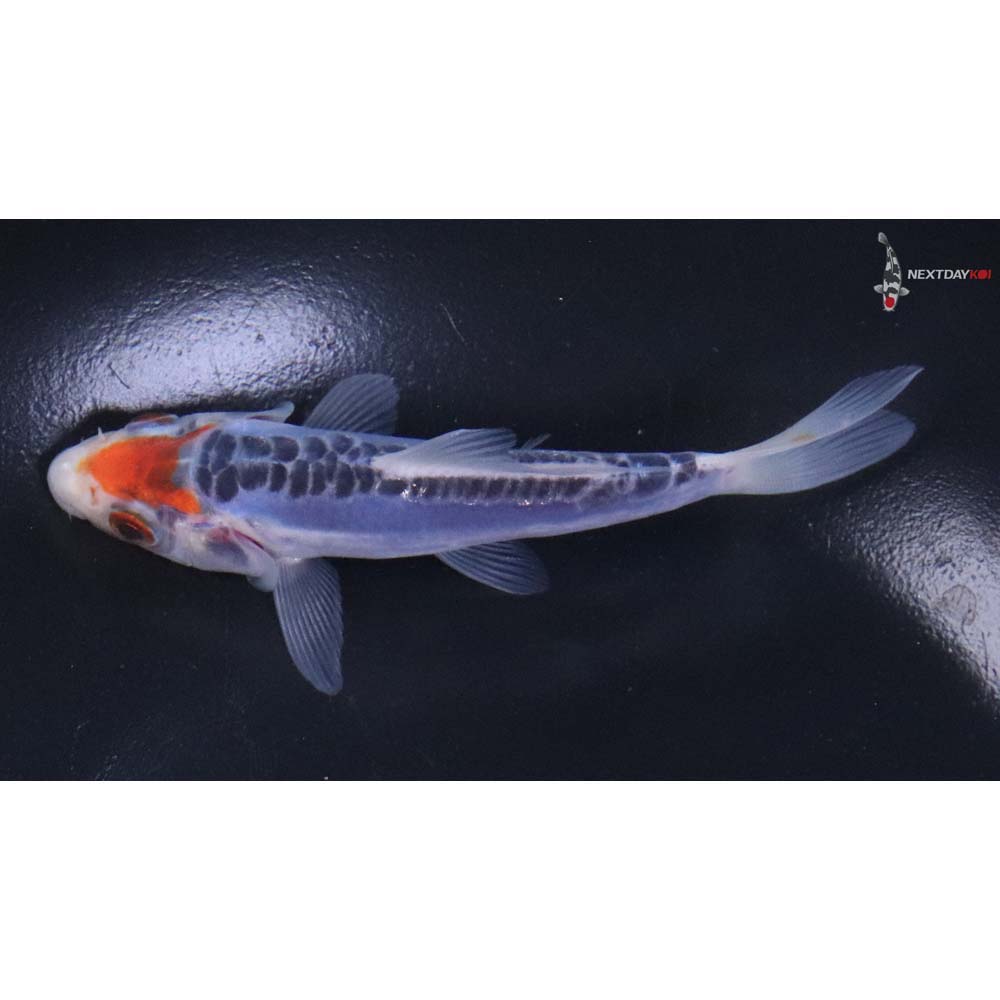 4” Imported Shusui - Image 4