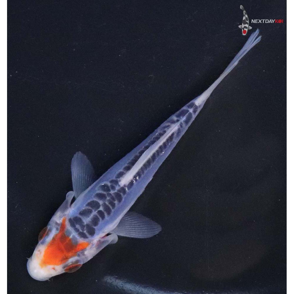 4” Imported Shusui - Image 5