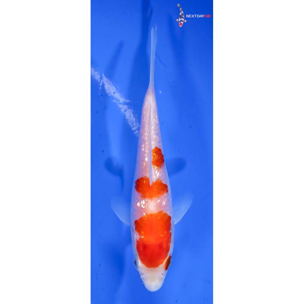 4” Imported Gin Rin Kohaku | Koi Fish For Sale