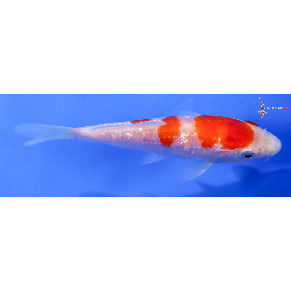 Kohaku R2 Gallery – SINGAKBD