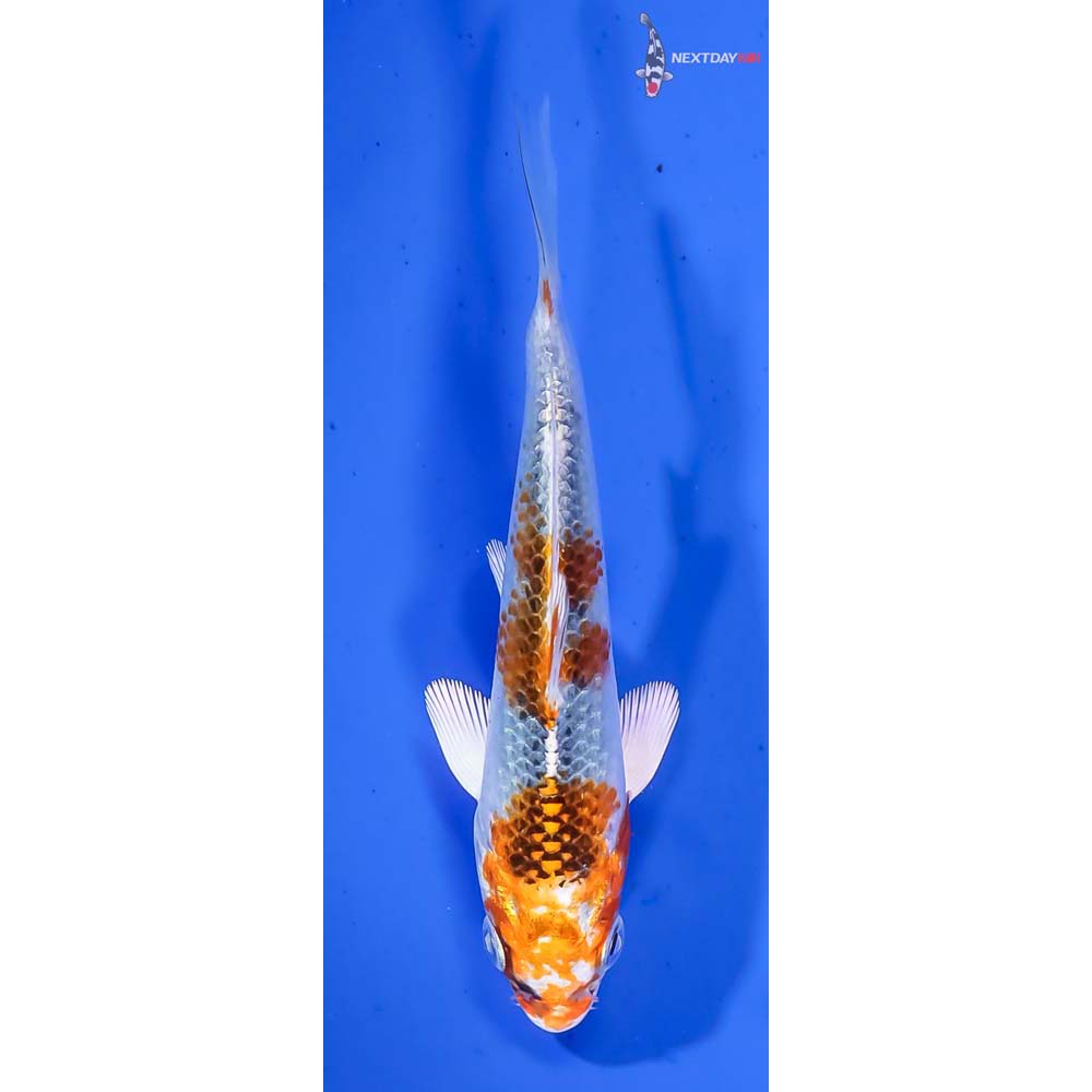 4.5” Imported Kujaku