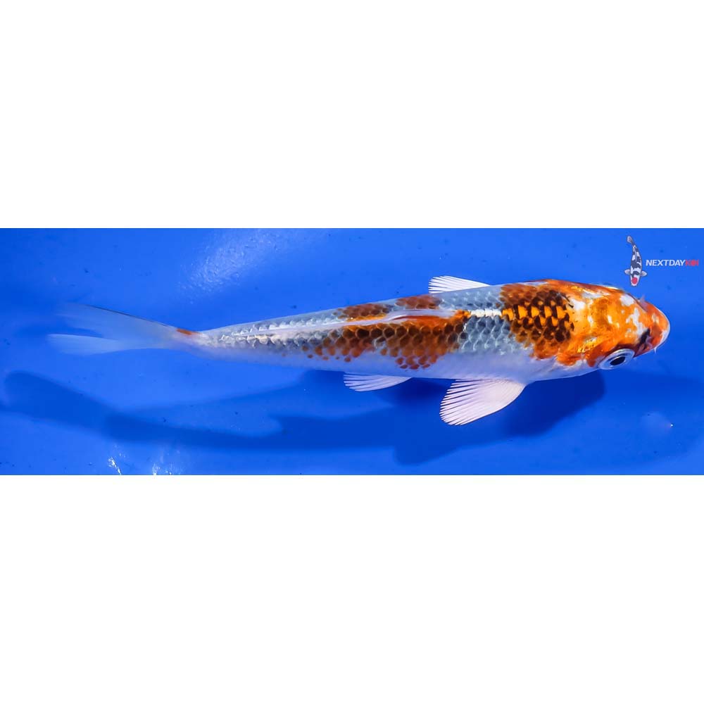 4.5” Imported Kujaku - Image 2