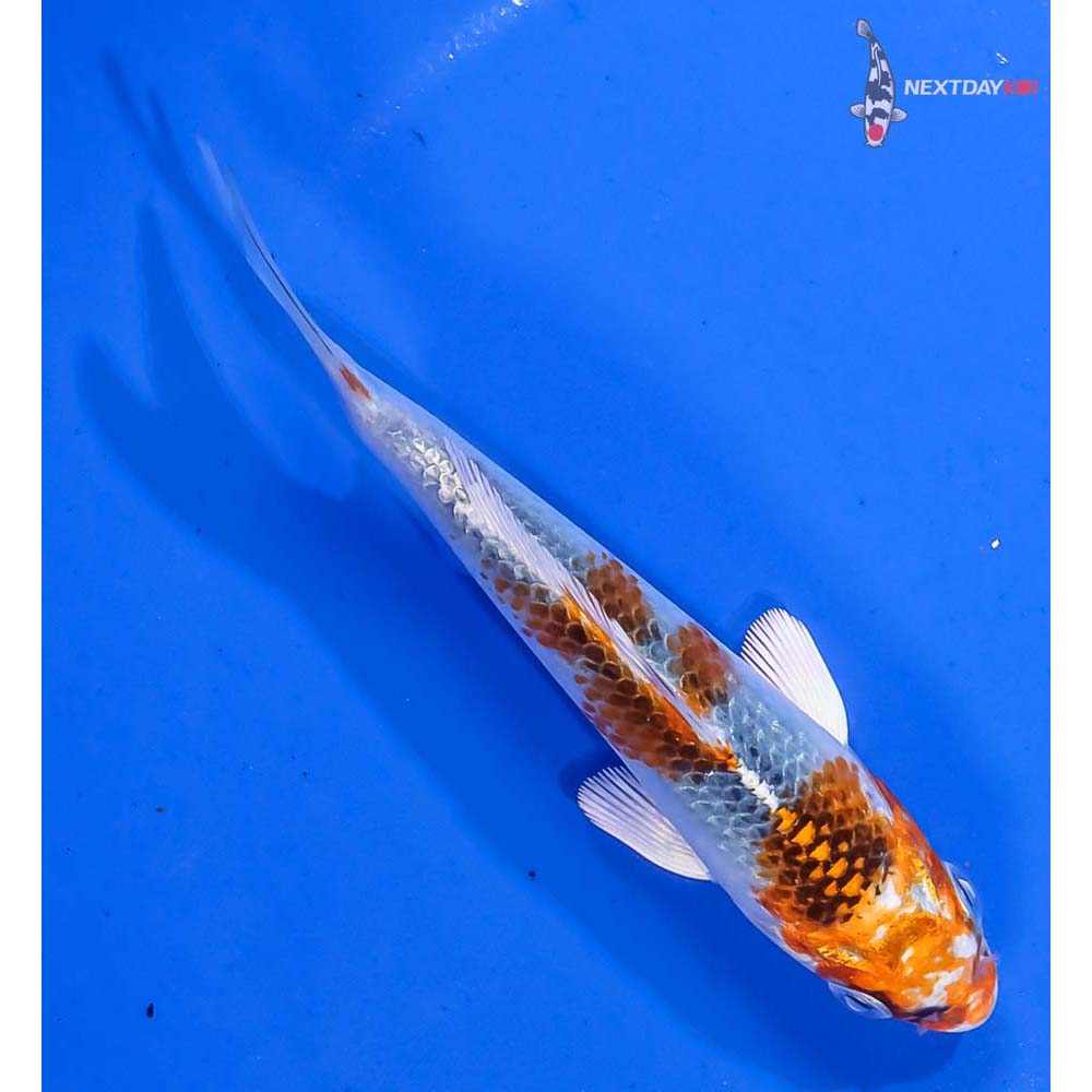 4.5” Imported Kujaku - Image 3