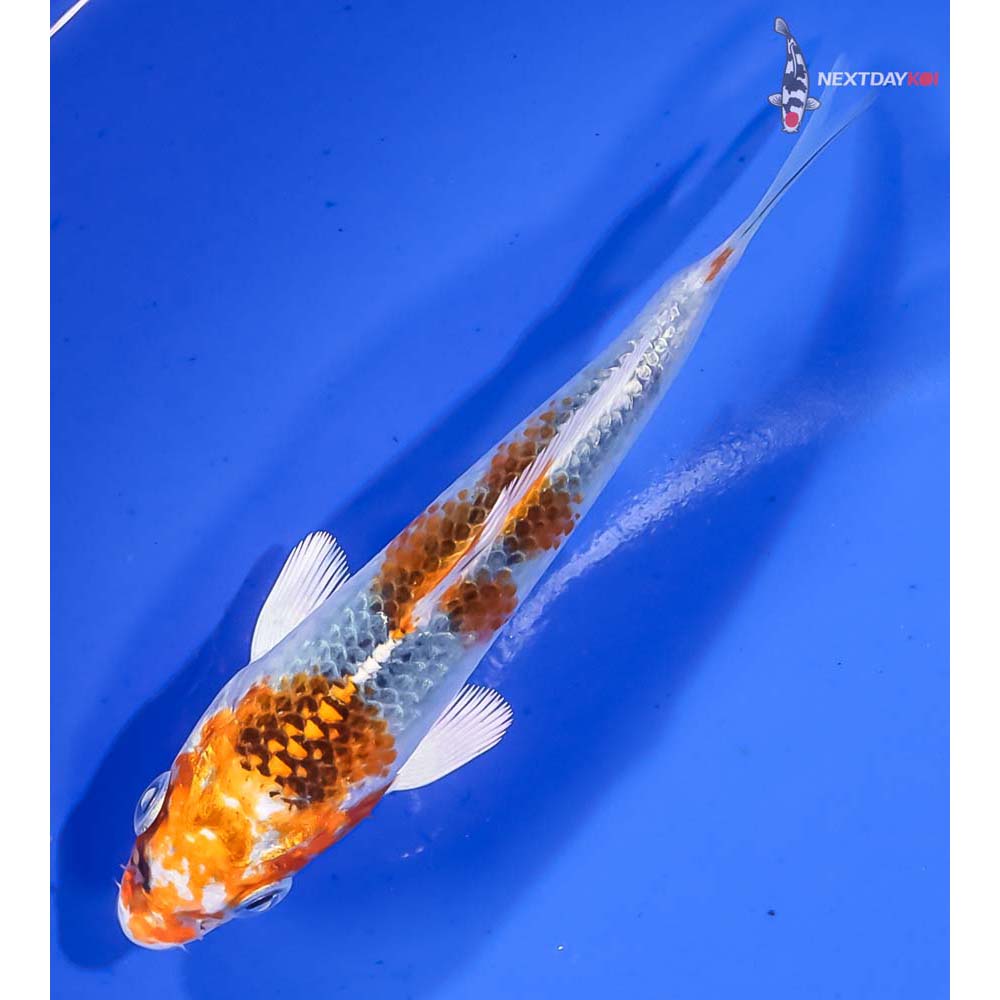 4.5” Imported Kujaku - Image 5