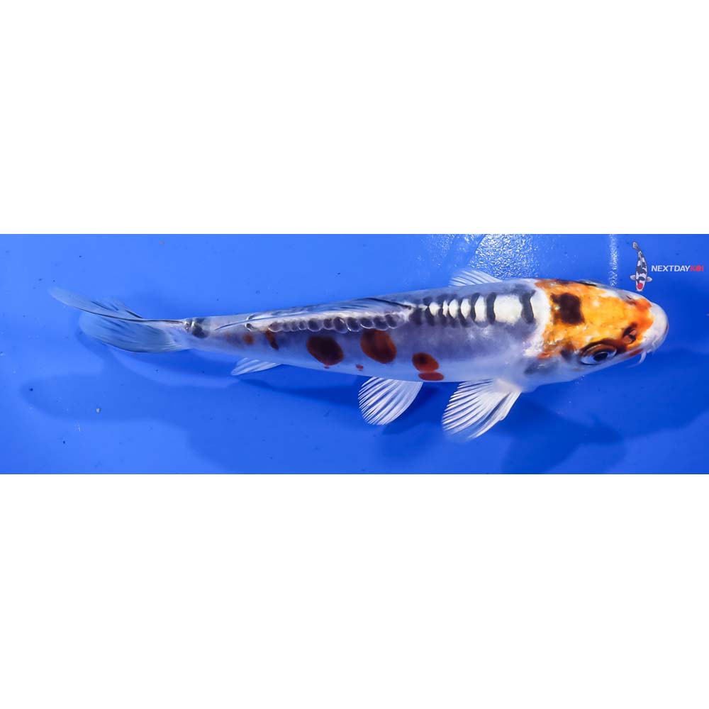 5” Imported Doitsu Kujaku - Image 2