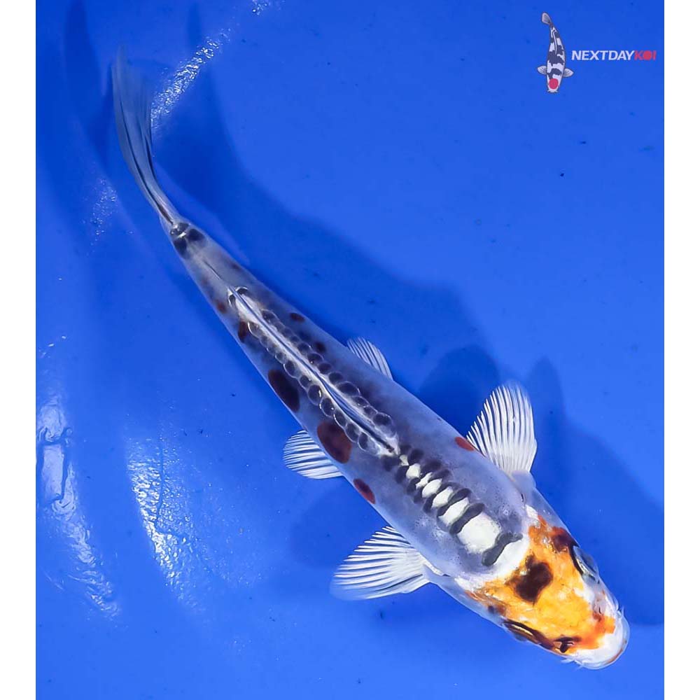 5” Imported Doitsu Kujaku - Image 3