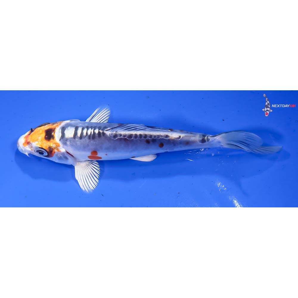 5” Imported Doitsu Kujaku - Image 4