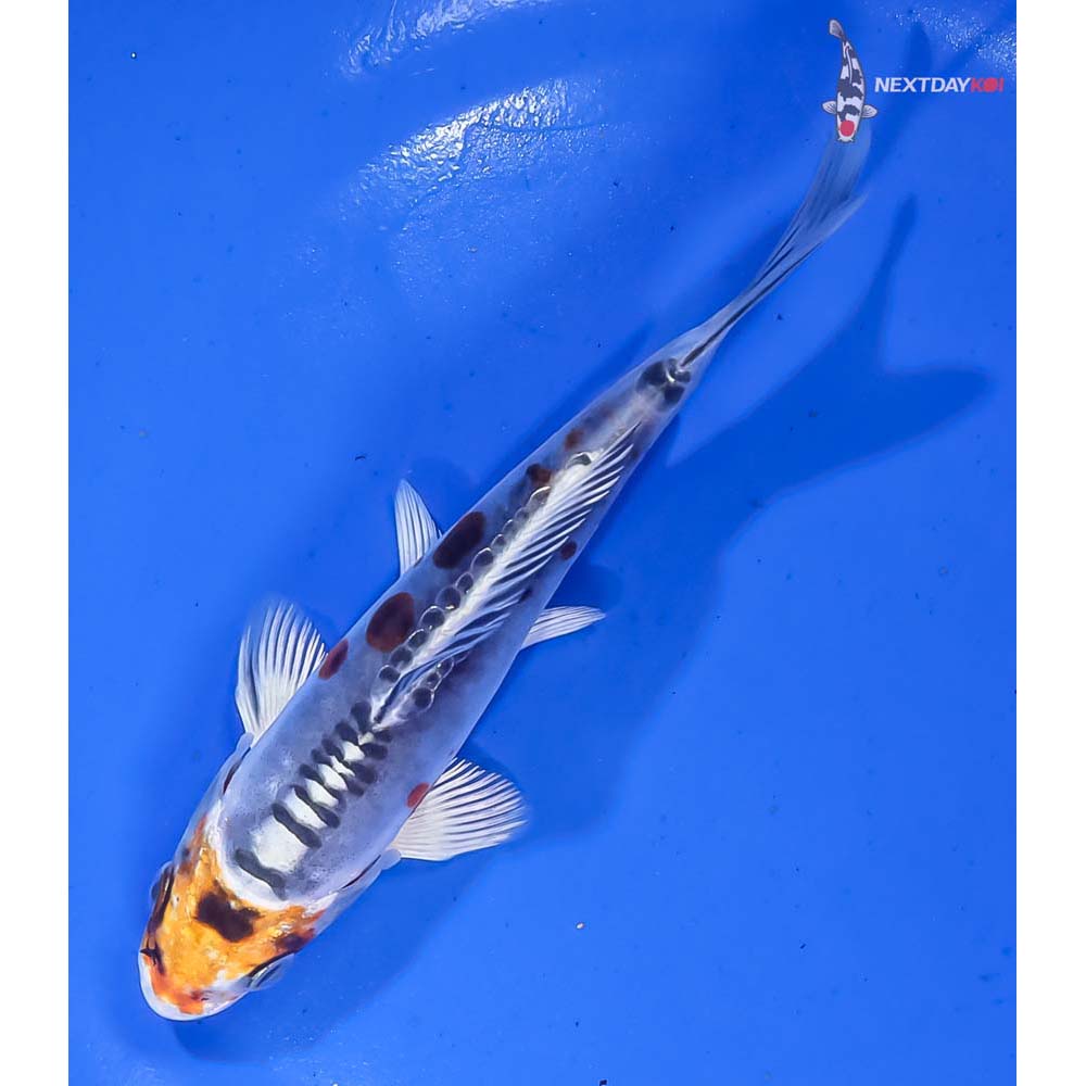 5” Imported Doitsu Kujaku - Image 5