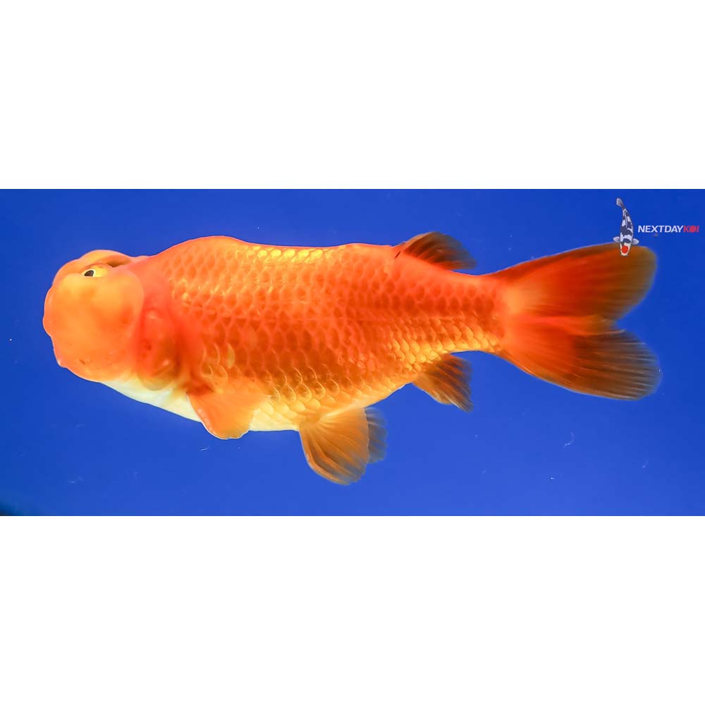 3” Imported Male Red Bubble Eye | Koi Fish For Sale