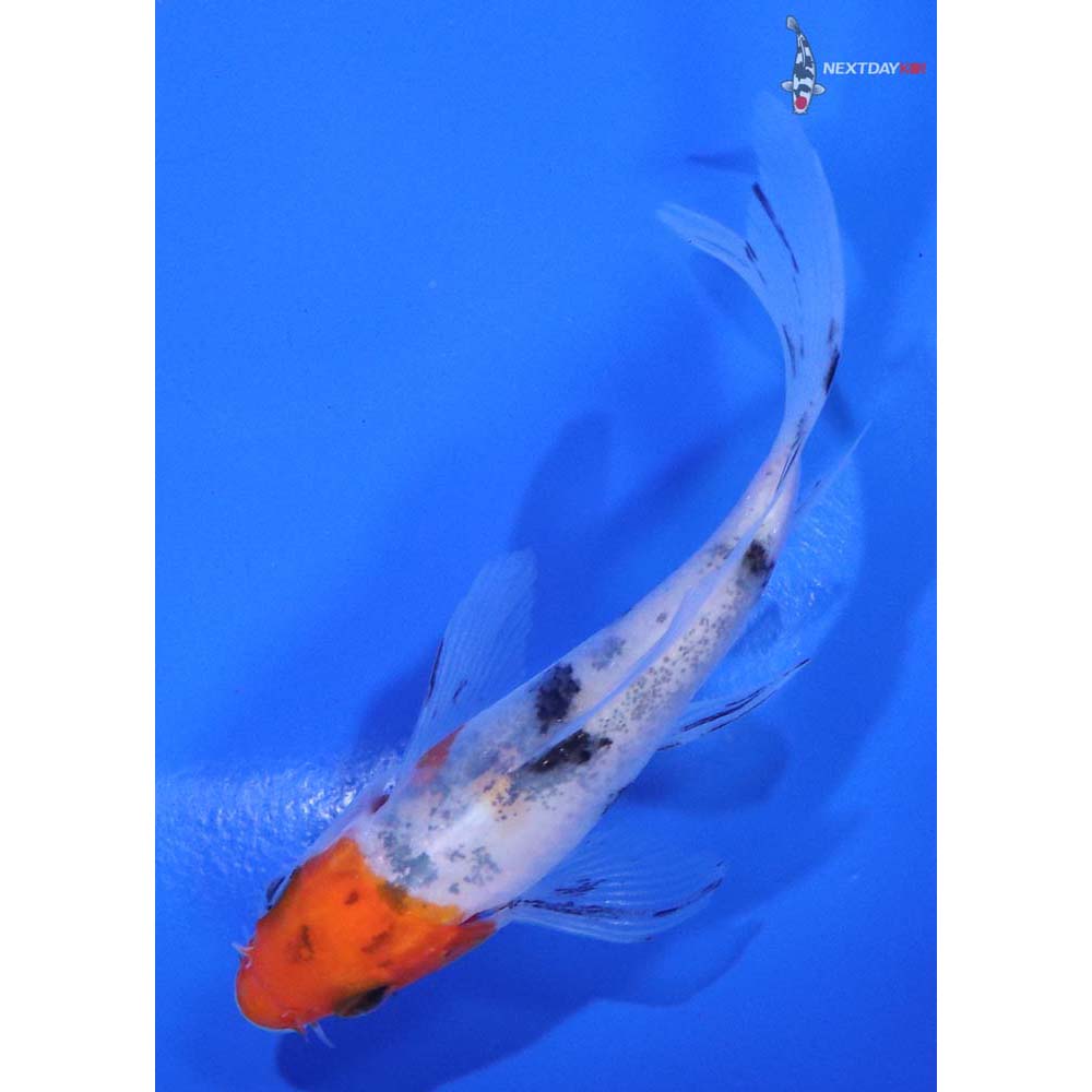 3.5” Imported Sanke Butterfly Koi