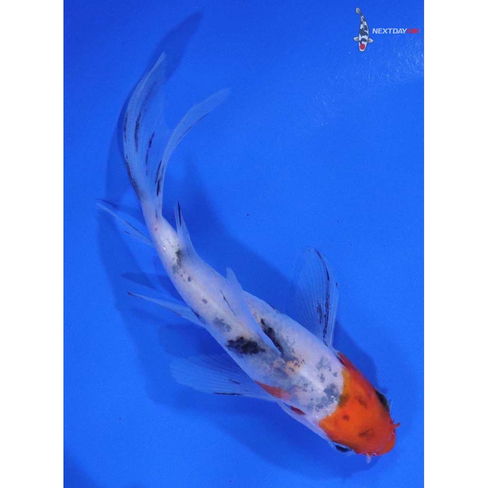 3.5” Imported Sanke Butterfly Koi - Image 3