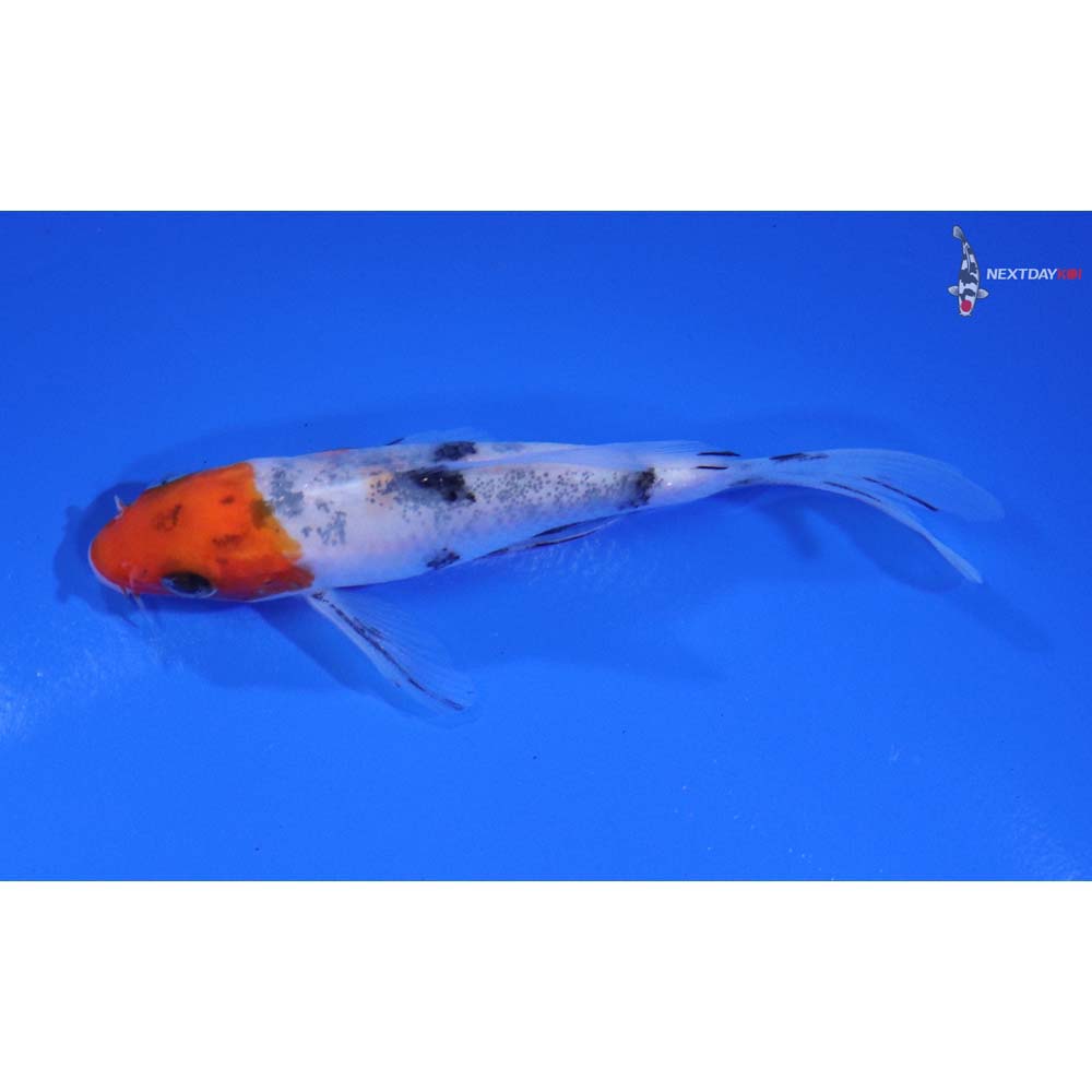 3.5” Imported Sanke Butterfly Koi - Image 4