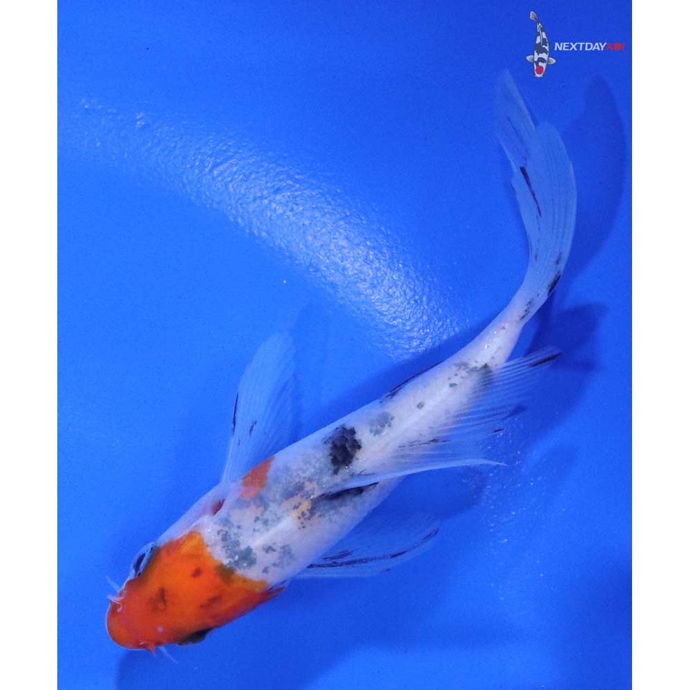 3.5” Imported Sanke Butterfly Koi - Image 5