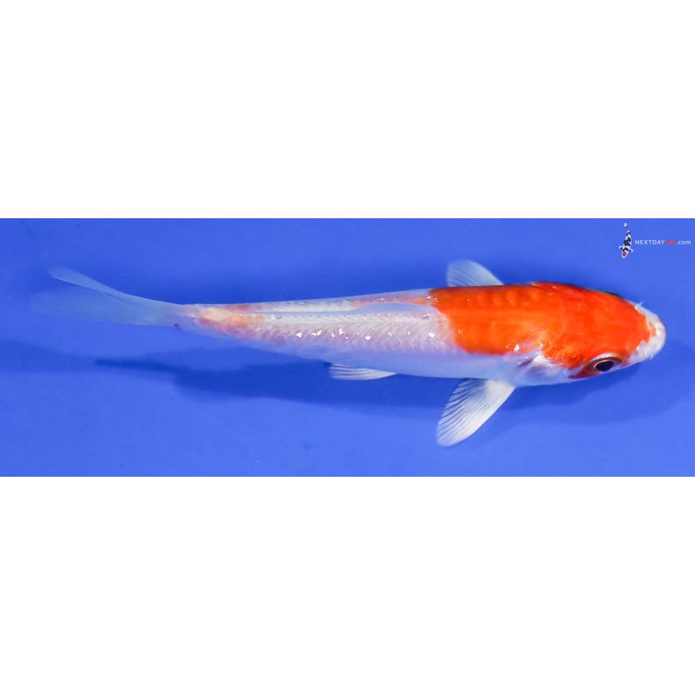 4” Imported Gin Rin Kikusui - Image 2