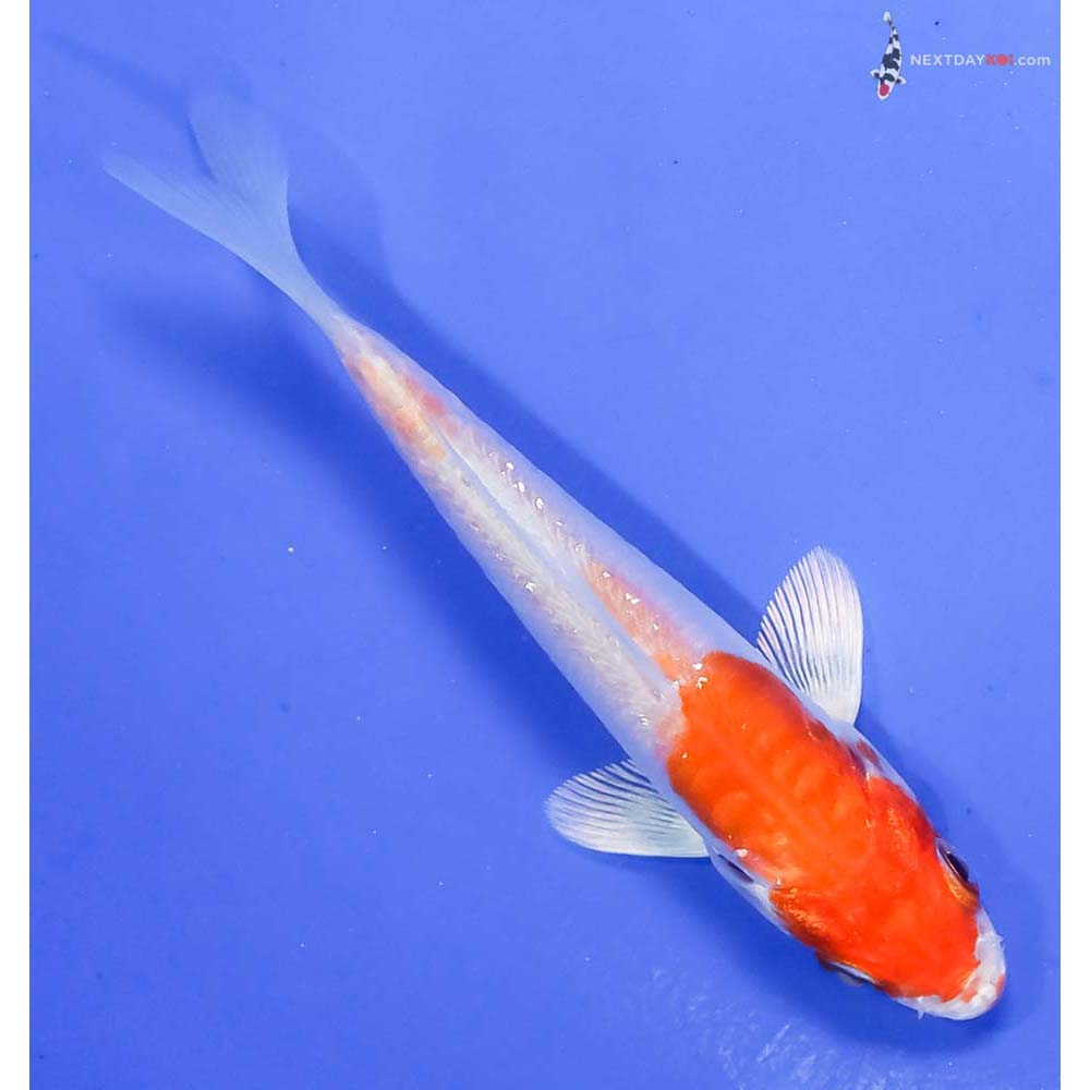 4” Imported Gin Rin Kikusui - Image 3