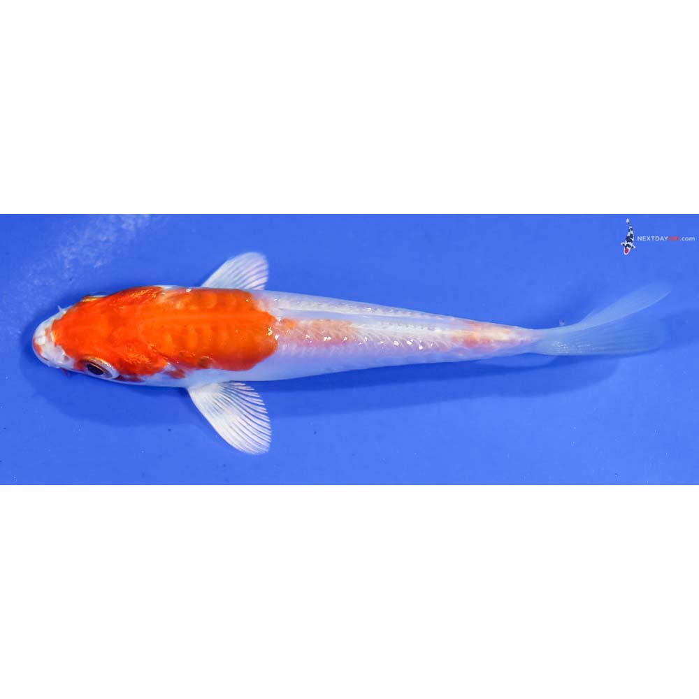 4” Imported Gin Rin Kikusui - Image 4