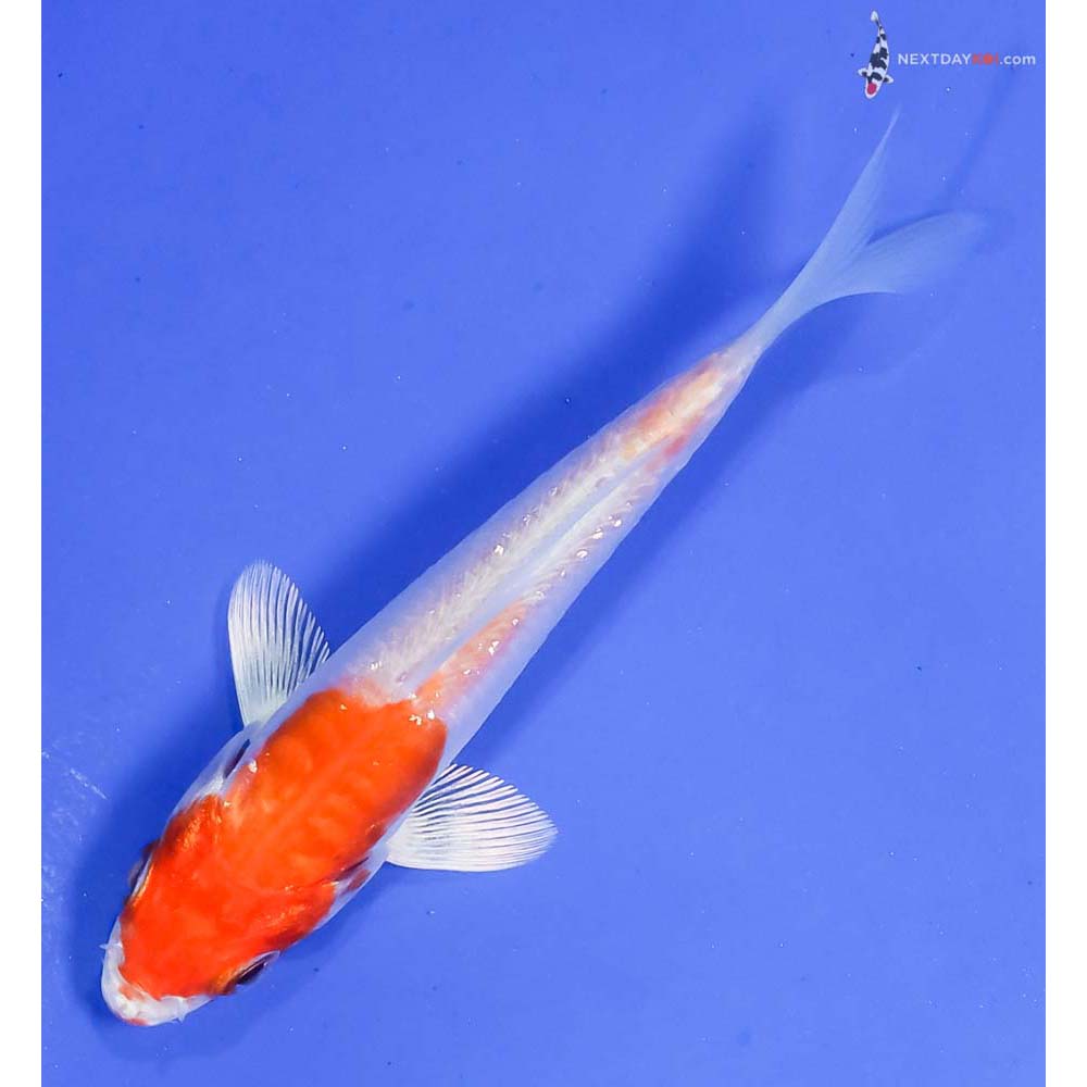 4” Imported Gin Rin Kikusui - Image 5