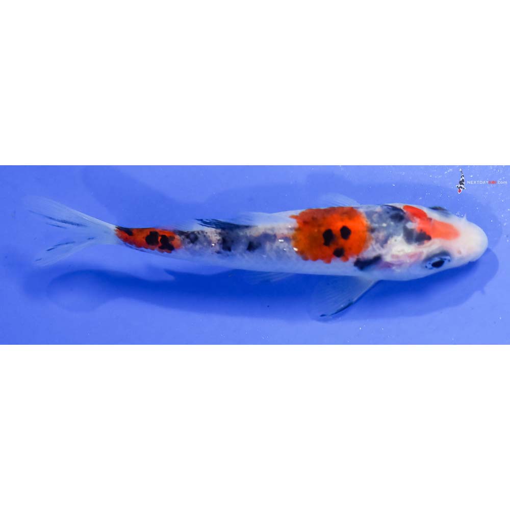 4” Imported Sanke - Image 2