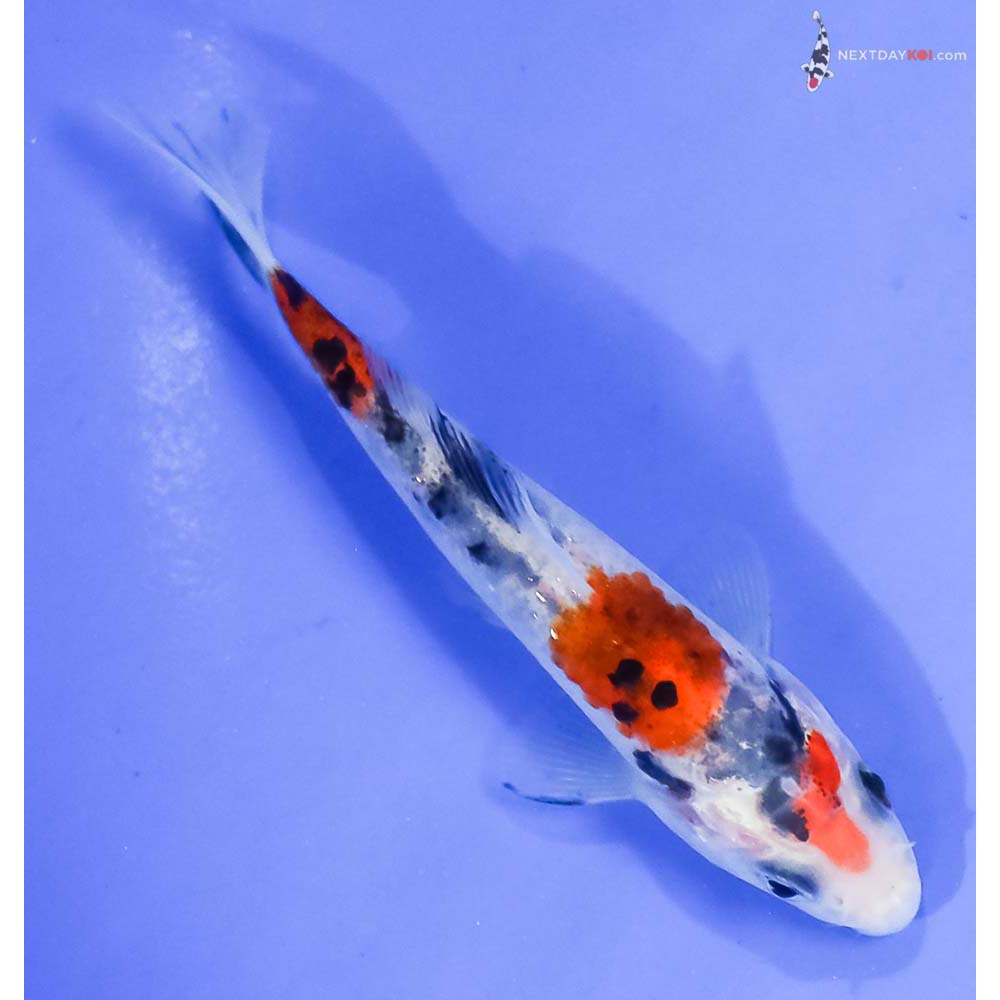 4” Imported Sanke - Image 3