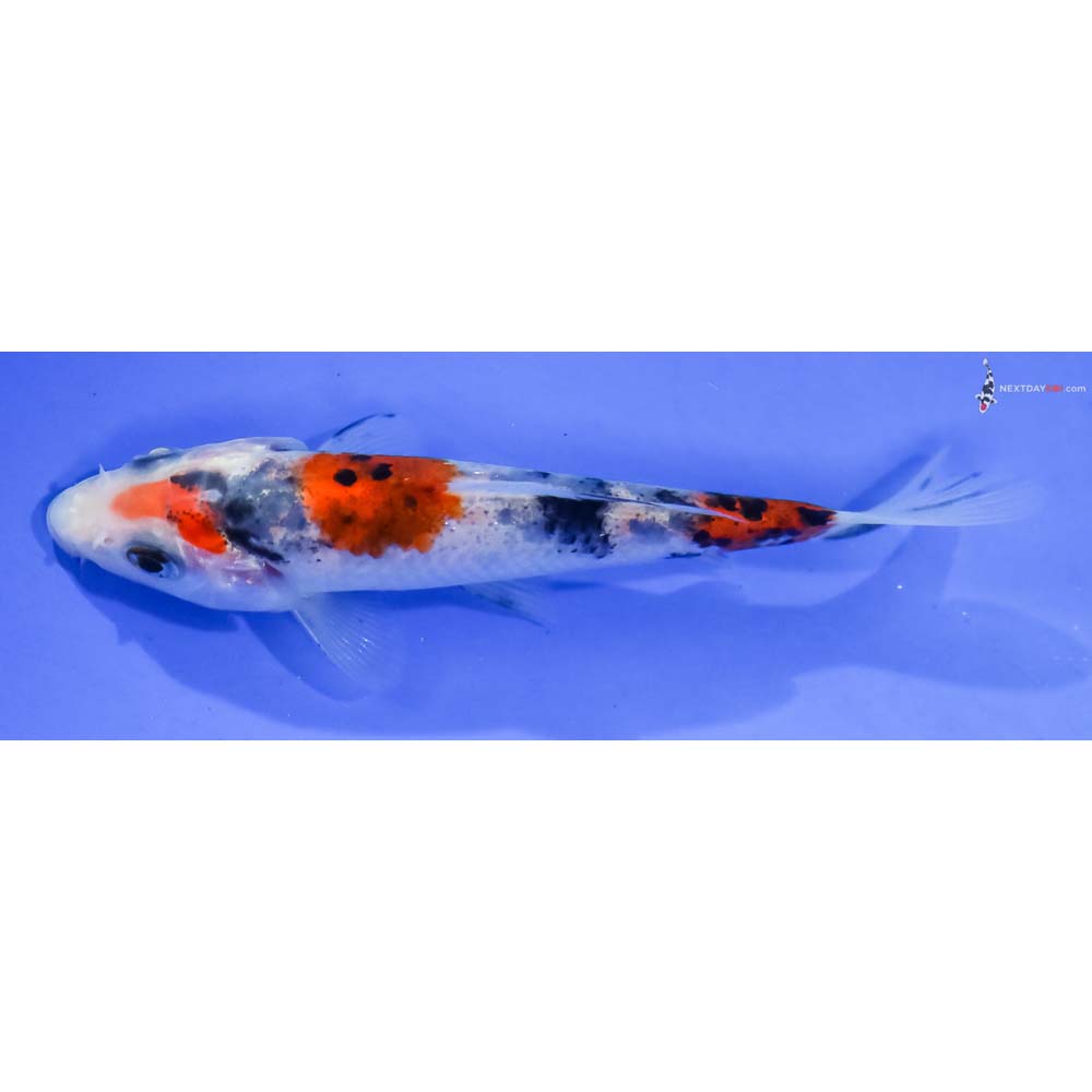 4” Imported Sanke - Image 4