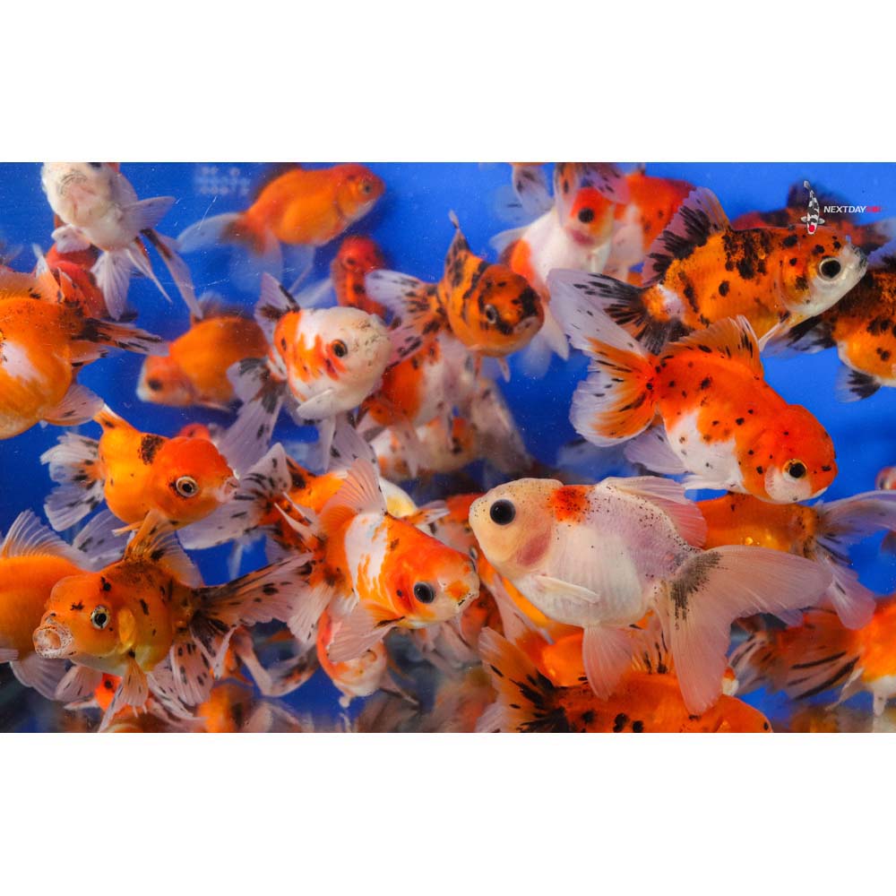 3-3.5" Imported Calico Oranda Goldfish