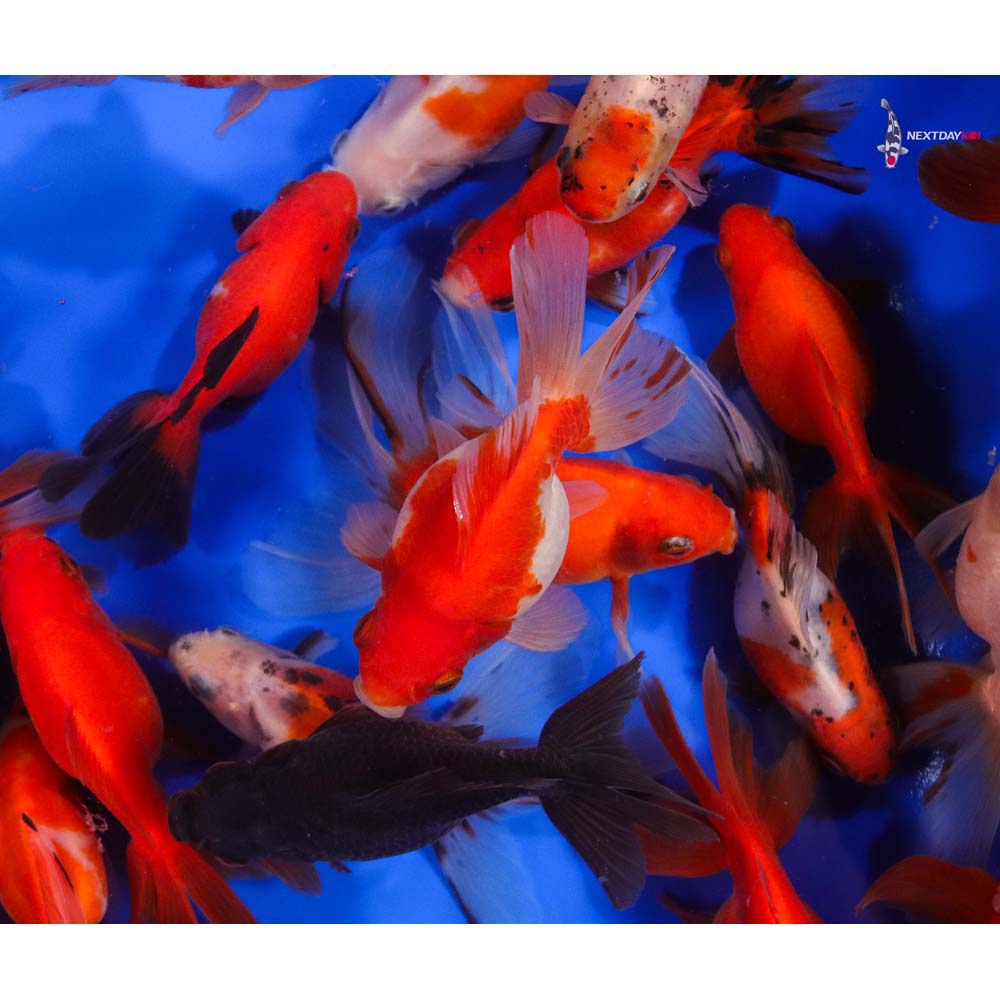 4-5" Imported Mixed Ryukin Goldfish - Image 12