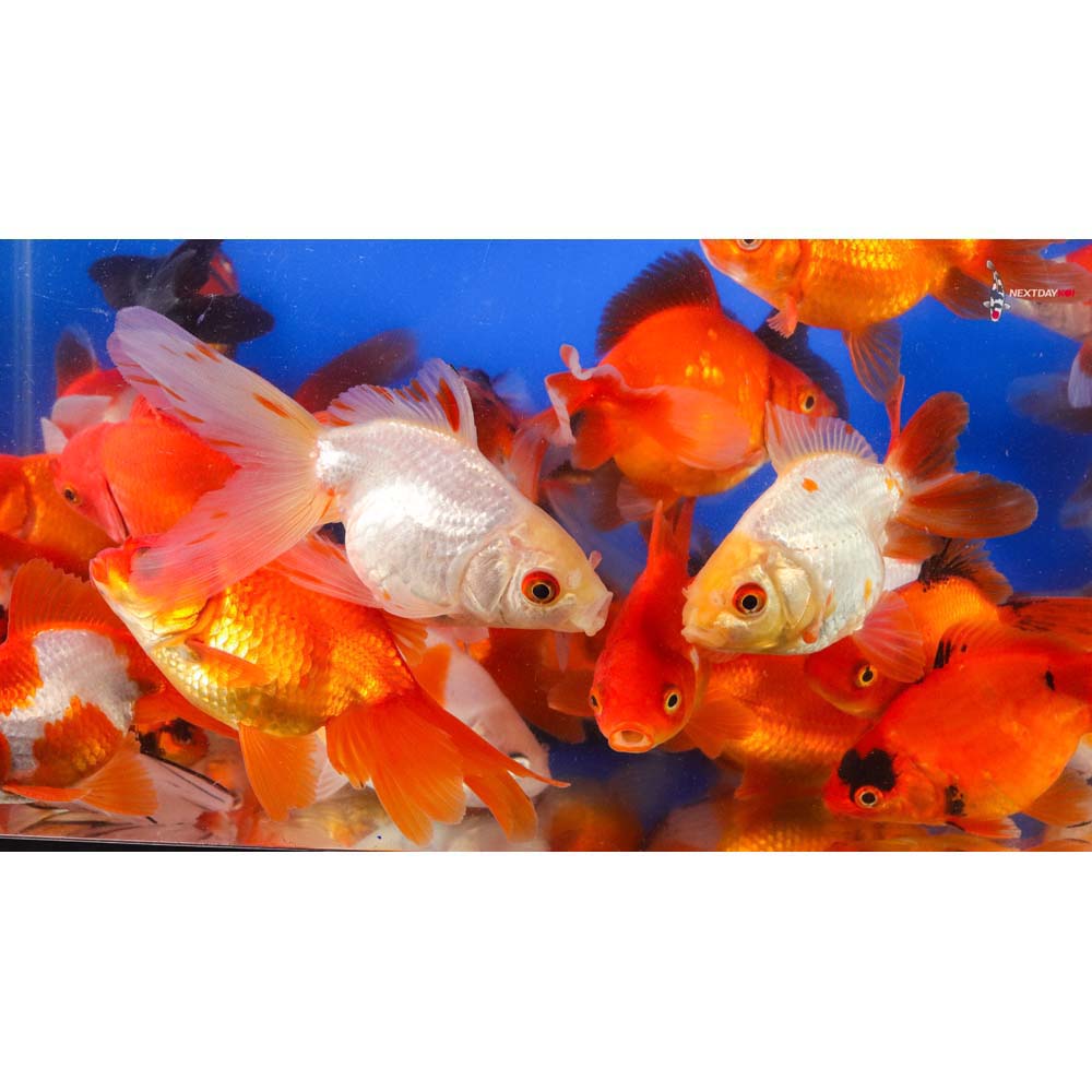 4-5" Imported Mixed Ryukin Goldfish - Image 13