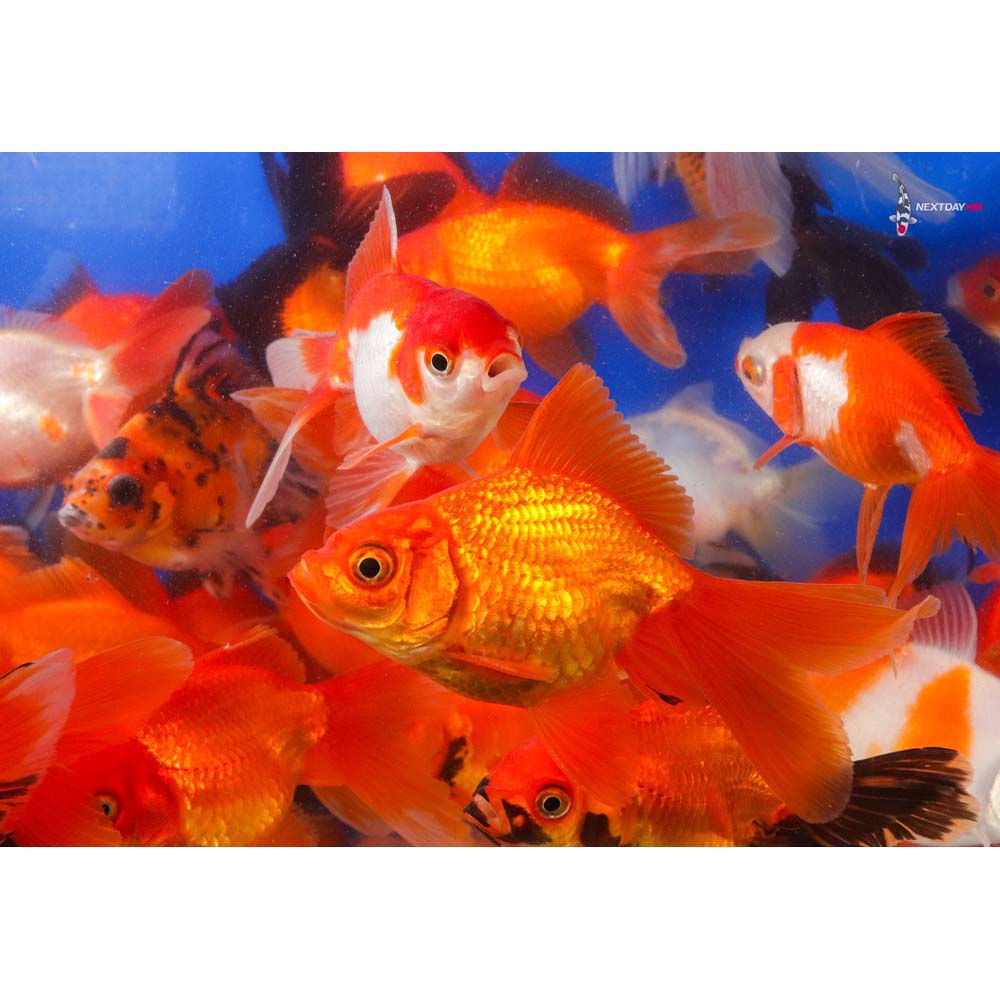 4-5" Imported Mixed Ryukin Goldfish - Image 10