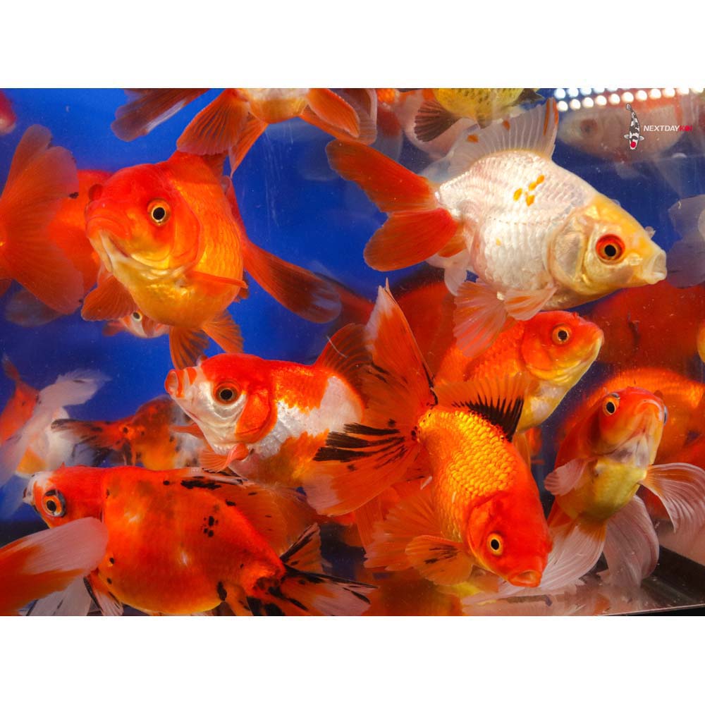 4-5" Imported Mixed Ryukin Goldfish - Image 7