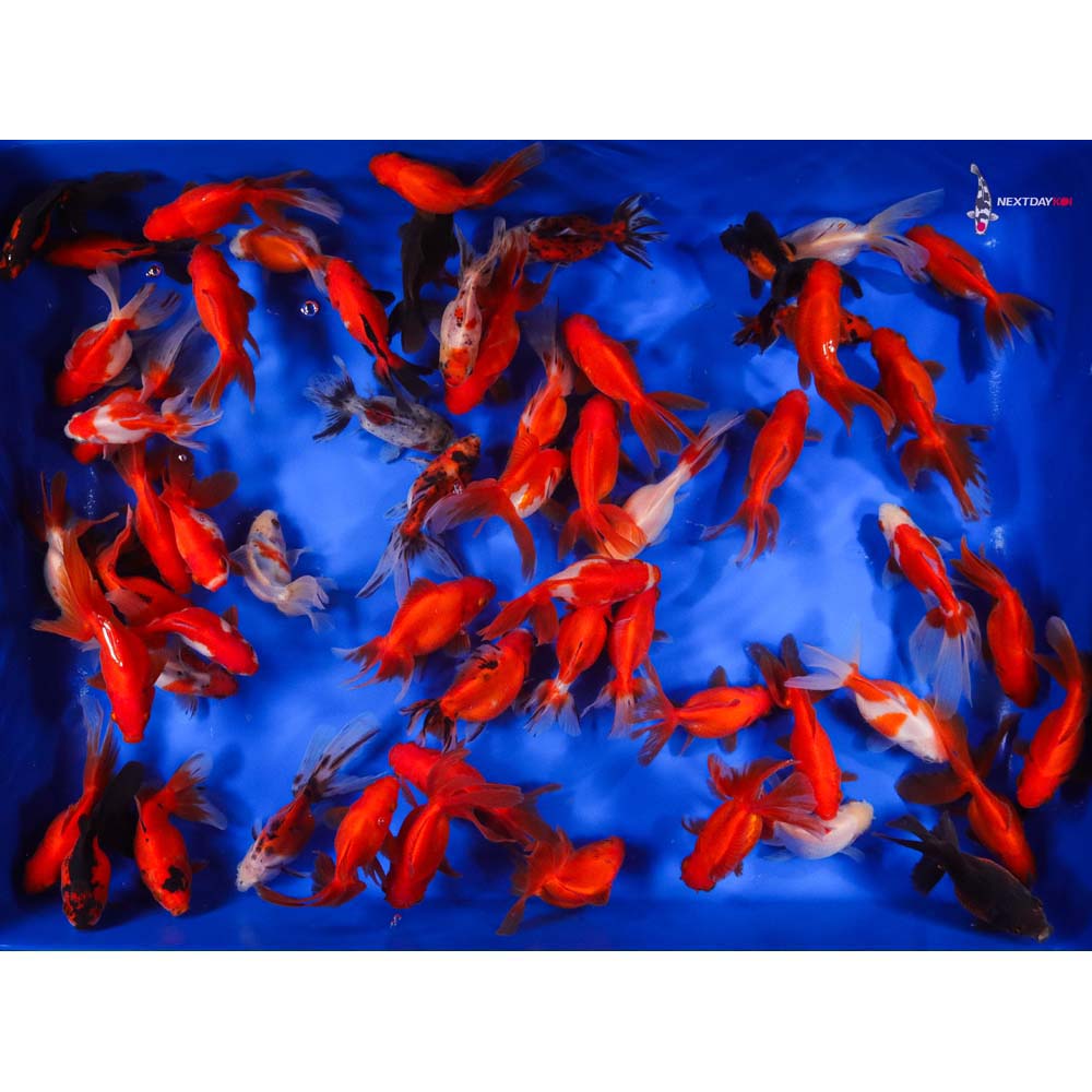 4-5" Imported Mixed Ryukin Goldfish - Image 2