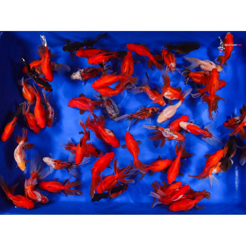 4-5" Imported Mixed Ryukin Goldfish - Image 5